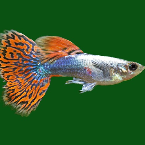 Poecilia reticulatus, Lebistes reticulatus - Guppy mann dumbo ear red dragon